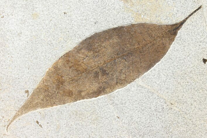 Fossil Allophylus Leaf - Green River Formation #131201